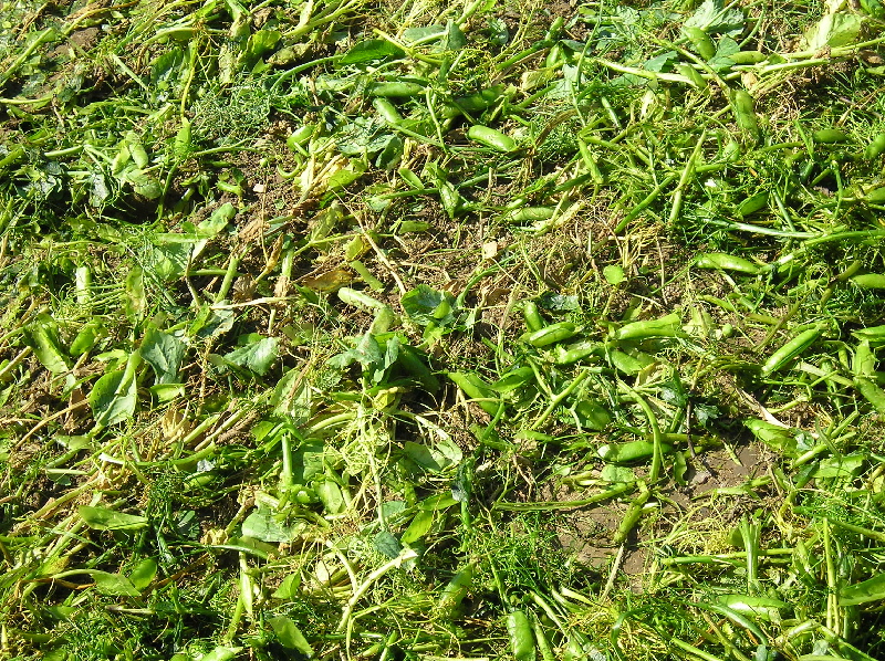 image12